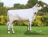 DOSE TAUREAU PYGMALION - NFR4453547162 - 5695972