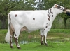 DOSE TAUREAU PYGMALION - NFR4453547162 - 5695972