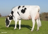 DOSE TAUREAU JARMON - NFR4457925018 - 6687707