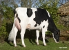 DOSE TAUREAU GOLESNIL - NFR4457929705 - 6681814