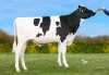 DOSE TAUREAU UCALEGON - NFR4462523417 - 66A2696