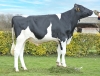 DOSE TAUREAU STUD P RF - NFR4472954519 - 66A0138