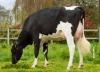DOSE TAUREAU STUD P RF - NFR4472954519 - 66A0138