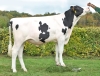 DOSE TAUREAU REVAUX PP - NFR4475373052 - 6697639