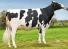 DOSE TAUREAU REVAUX PP - NFR4475373052 - 6697639