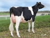 DOSE TAUREAU JAPPELOU - NFR4482234497 - 6687232