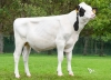 DOSE TAUREAU VOLOVENT P - NFR4625446934 - 66A4138