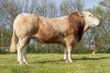DOSE TAUREAU SELFY - NFR4747537638 - 79A1579