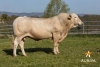 DOSE TAUREAU JABU - NFR4908403113 - 7987879
