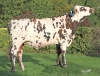 DOSE TAUREAU TARANIS  - NFR4921143116 - 56A1348