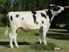 DOSE TAUREAU DUNHILL - NFR4931269100 - 6675303