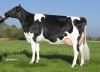 DOSE TAUREAU DUNHILL - NFR4931269100 - 6675303