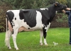 DOSE TAUREAU DUNHILL - NFR4931269100 - 6675303