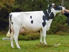 DOSE TAUREAU DUNHILL - NFR4931269100 - 6675303