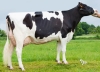 DOSE TAUREAU LEVIS - NFR4931269594 - 6688759