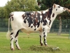 DOSE TAUREAU IBERNATUS - NFR4939698834 - 5686027