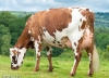 DOSE TAUREAU IBERNATUS - NFR4939698834 - 5686027