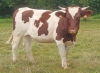 DOSE SEXEE MALE 90 TAUREAU PASTEL - YFR4946441318 - 4196359