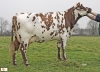 DOSE TAUREAU LIMA - NFR4948130227 - 5688746