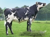DOSE TAUREAU MANOSQUE - NFR4948130389 - 5691767