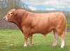 DOSE TAUREAU REPLAY - NFR4949412793 - 3498193