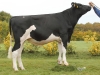 DOSE TAUREAU LUNAIRE - NFR4961186481 - 6688877