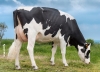 DOSE TAUREAU LUNAIRE - NFR4961186481 - 6688877