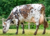 DOSE TAUREAU GAME OVER - NFR4966522981 - 5681200