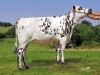 DOSE TAUREAU GAME OVER - NFR4966522981 - 5681200