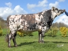 DOSE TAUREAU GAME OVER - NFR4966522981 - 5681200