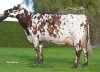 DOSE TAUREAU GAME OVER - NFR4966522981 - 5681200