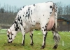 DOSE TAUREAU GAME OVER - NFR4966522981 - 5681200
