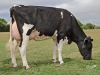 DOSE TAUREAU GIBERVIL - NFR4979286618 - 6682216