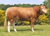 DOSE TAUREAU STUDIO PP - NFR4981291804 - 34A0575