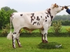 DOSE TAUREAU LIQUIDO - NFR4984861596 - 5688748