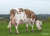 DOSE TAUREAU LIQUIDO - NFR4984861596 - 5688748
