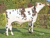 DOSE TAUREAU TSUNAMI  - NFR4984862118 - 56A1351
