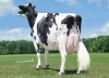 DOSE TAUREAU FOGGY ISY - NFR5008298654 - 6680313