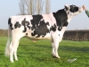 DOSE TAUREAU GAZOL ISY - NFR5008788637 - 6683145