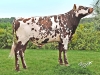 DOSE TAUREAU NEWYORK - NFR5011540488 - 5692417