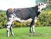 DOSE TAUREAU ROTHEN - NFR5011760983 - 5696938