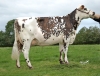 DOSE TAUREAU ROTHEN - NFR5011760983 - 5696938