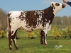 DOSE TAUREAU JANKEE - NFR5012930233 - 5688136