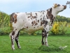 DOSE TAUREAU MALI - NFR5012930390 - 5691354