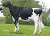 DOSE TAUREAU LOVER - NFR5021800194 - 6688749