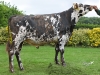 DOSE TAUREAU ORBLANC - NFR5022420549 - 5694165