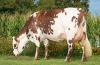 DOSE TAUREAU NATADOR - NFR5025050646 - 5692921