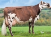 DOSE TAUREAU PARBLEUDOR - NFR5025050852 - 5695642
