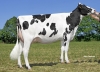 DOSE TAUREAU NALBANJO - NFR5027780684 - 6692894
