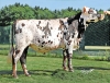 DOSE TAUREAU OPUSDEI - NFR5028990496 - 5694906